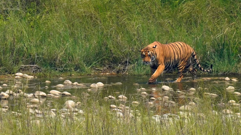 Bengal Tiger, Karnali River, Bardiya National Park, Bardiya, Nepal